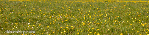 A Wildlife Meadow full of yellow flowering buttercups