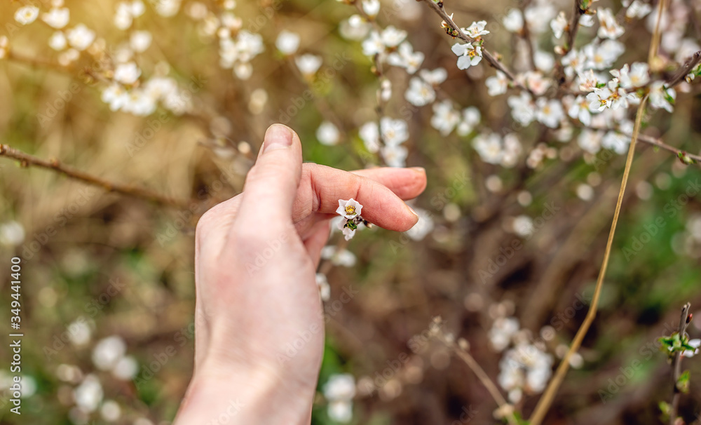 A woman's hand carefully holds a branch of a small cherry Bush blooming with white flowers. The first spring plants in the garden are blooming A woman's hand carefully holds a branch of a small cherry Bush blooming with white flowers. The first spring plants in the garden are blooming