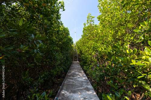 Mangrove trees plant in the coastal area with blue sky on a sunny day, mangrove forest in Thailand