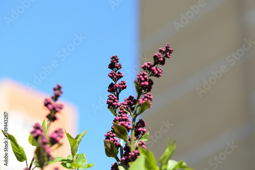 Buds of lilac flowers close-up lit by the bright sun on a spring day. Natural background