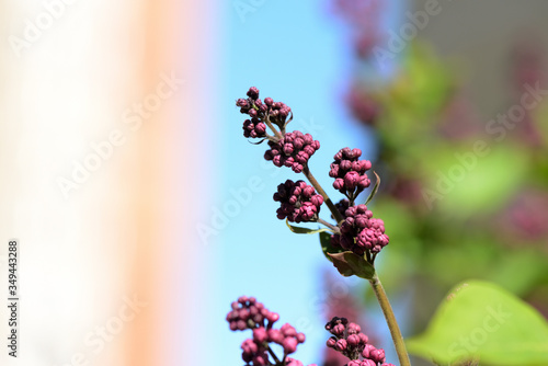 Buds of lilac flowers close-up lit by the bright sun on a spring day. Natural background