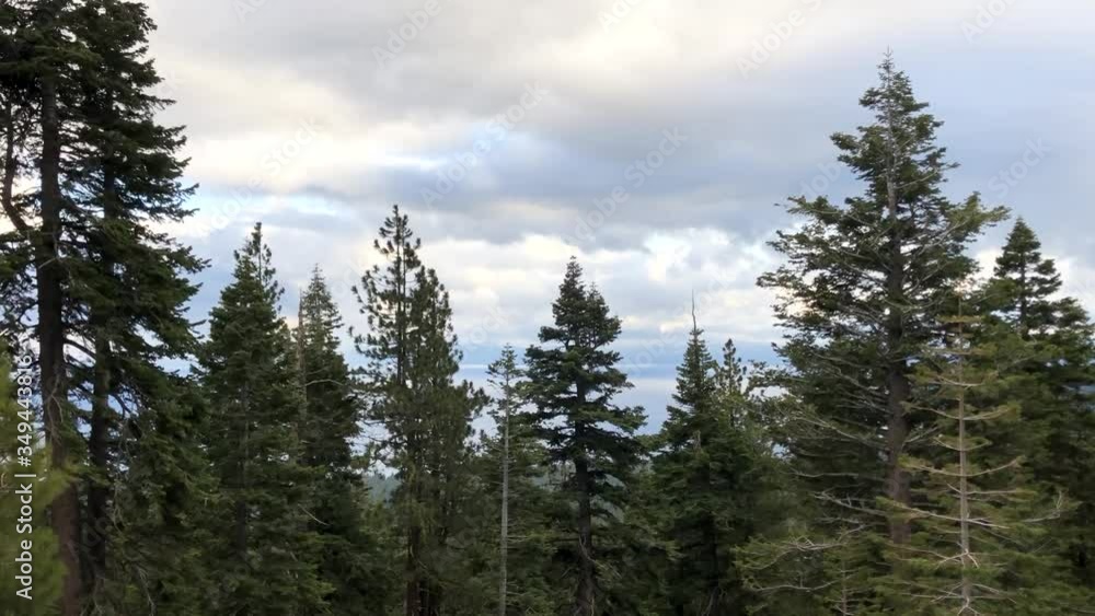 weather, trees, green, america, environmental, lush, vegetation, no people, pine forest, trees landscape, plant, beauty in nature, climate, conservation, pine, scene, discovery, trek, greenery, growth weather, trees, green, america, environmental, lush, vegetation, no people, pine forest, trees landscape, plant, beauty in nature, climate, conservation, pine, scene, discovery, trek, greenery, growth