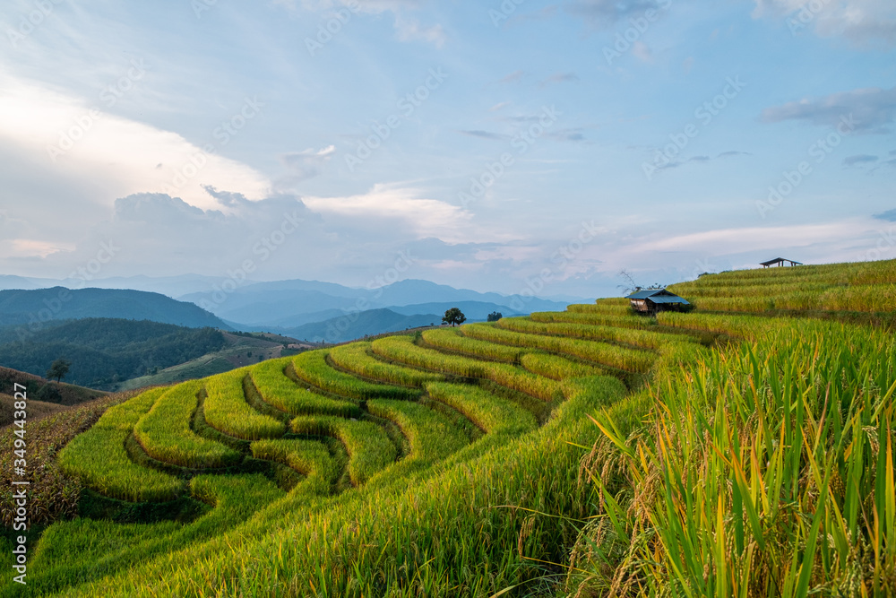 Rice terraces of hill tribe people in Mae Chaem District Chiang Mai is becoming golden, looks refreshing and relaxed.