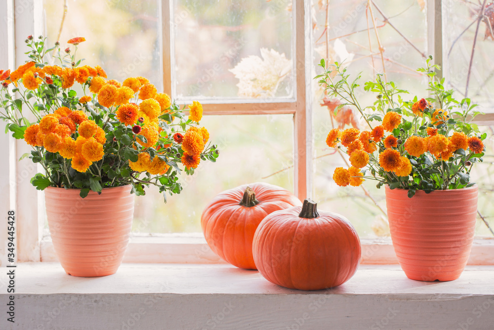 chrysanthemums  and pumpkins on old white  windowsill