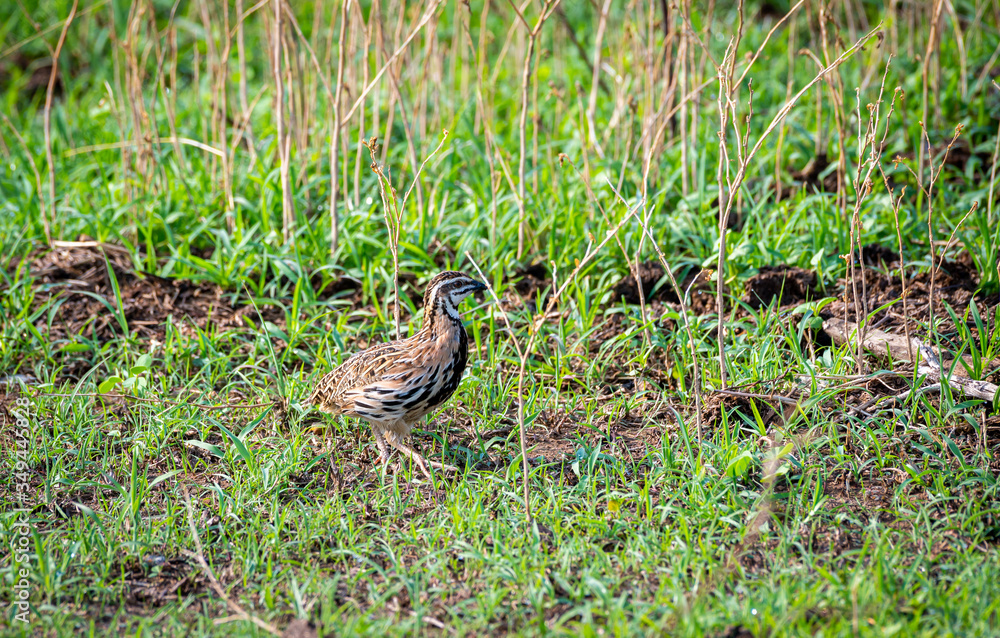 The Rain Quail find feeds in grasses field in Thailand. (Coturnix coromandelica) The Rain Quail find feeds in grasses field in Thailand. (Coturnix coromandelica)