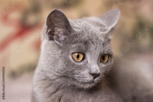 portrait of a Scottish lop-eared cat
