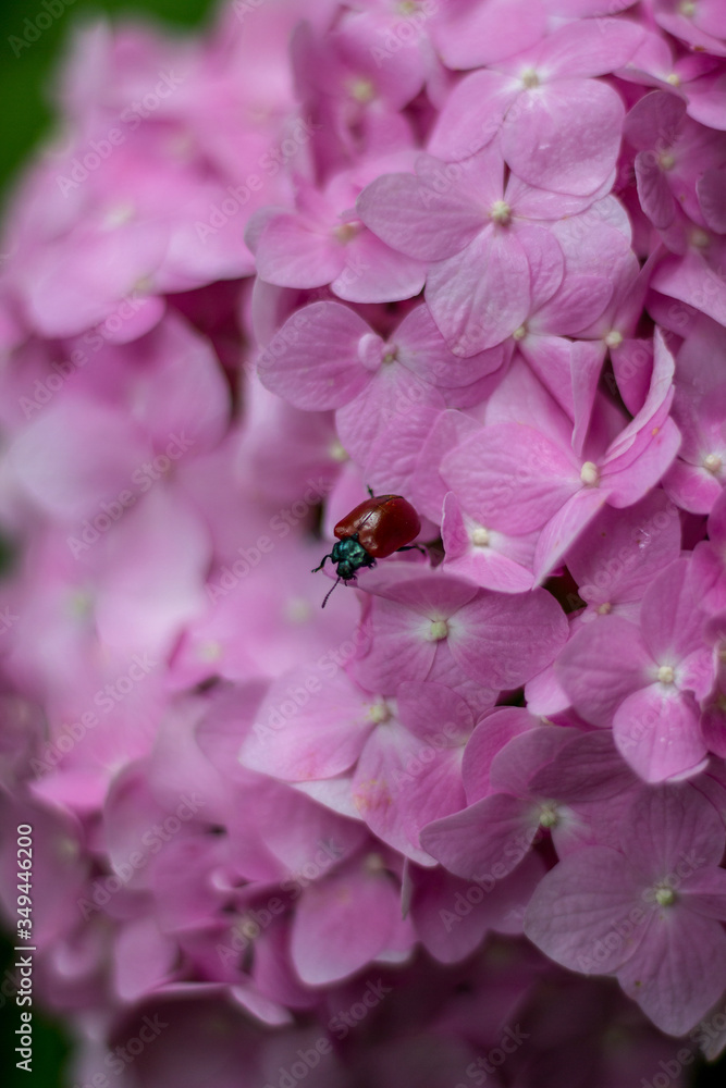 ladybug on pink flower ladybug on pink flower
