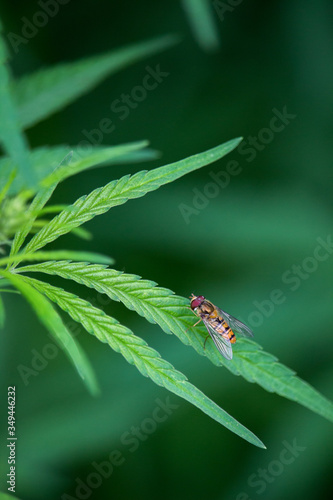 wasp on a leaf of hemp