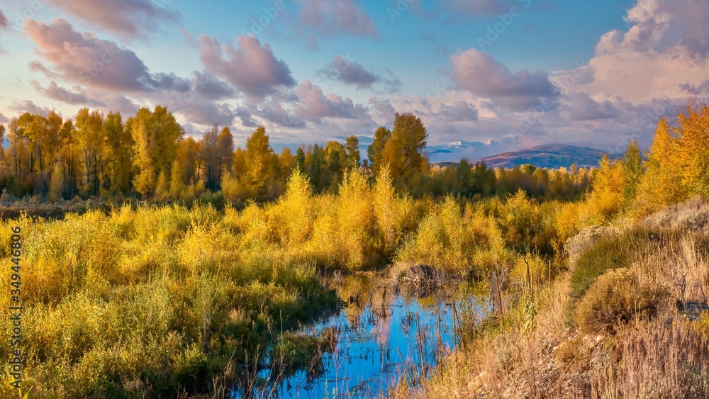 A beautiful autumn landscape scene, featuring natural wetlands and trees with golden foliage in Jackson Hole, Wyoming.