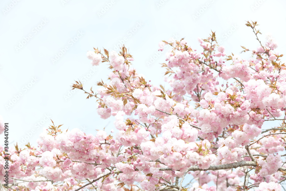 Obraz premium 桜の花