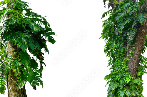 Forest tree trunks with tropical foliage plants  forming a frame in nature  isolated on a white background with a cliping path. HD Image and Large Resolution. can be used as background and wallpaper