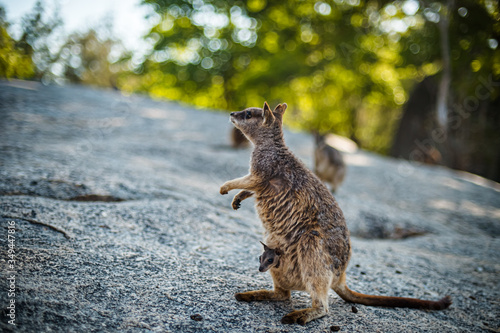 ロックワラビー - Rock wallaby in Cairns, QLD, Australia photo