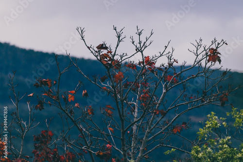 autumn trees with semi bare branches and a few autumn leaves left and mountains in the background