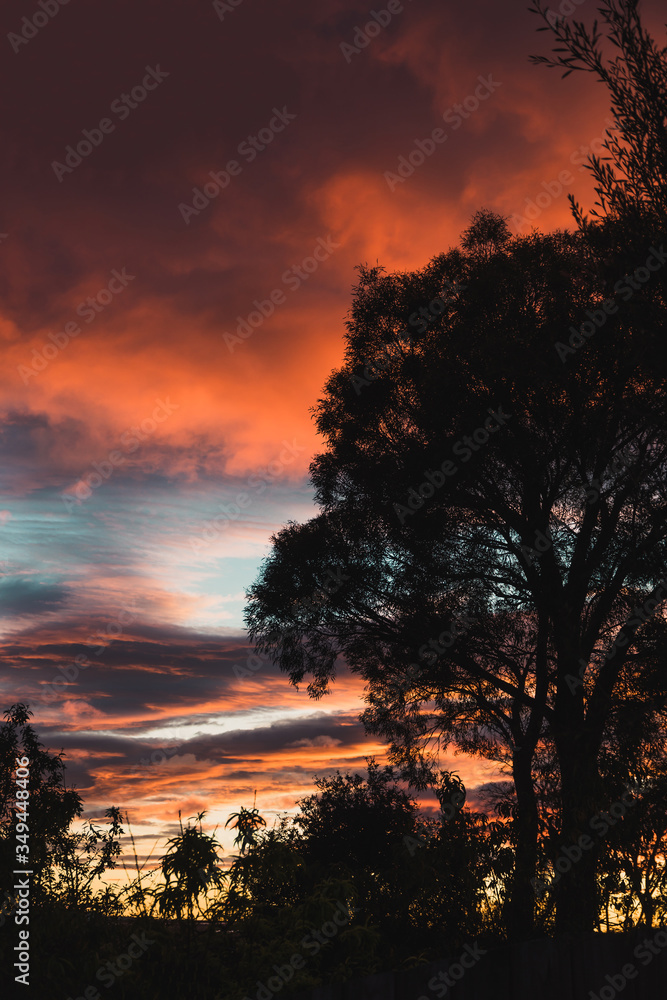 Fototapeta premium pink sunrise with beautiful clouds among gum trees shot in a backyard in Tasmania