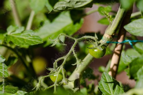 tomato plant with fruits outdoor in sunny backyard