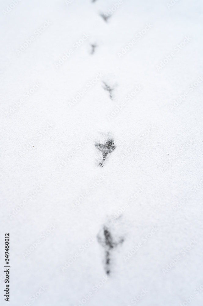 bird tracks on the snow surface bird tracks on the snow surface