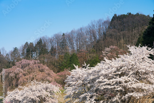 瀧桜満開の春