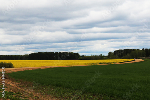 Spring landscape. Blooming yellow rapeseed. Belarus.