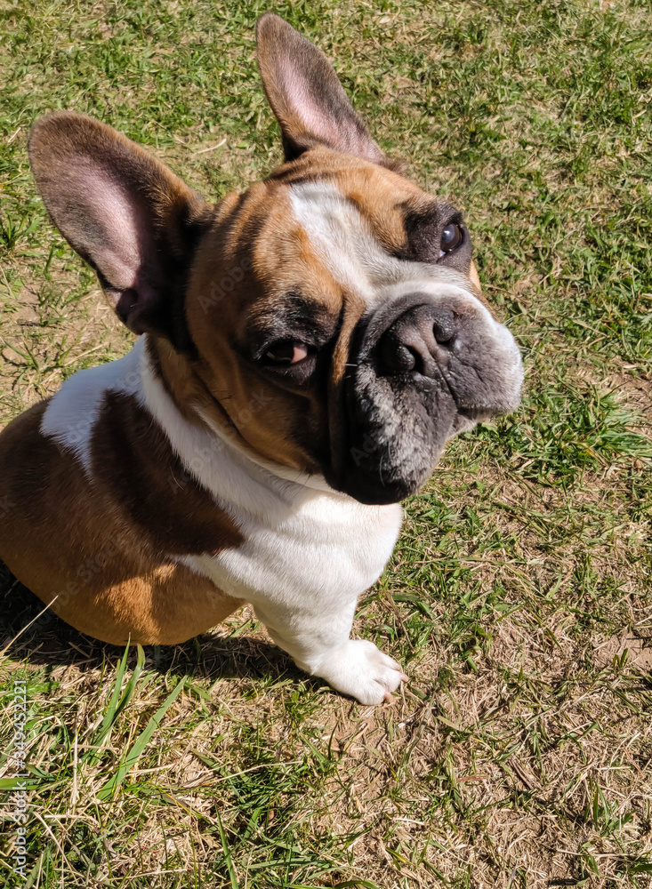 Fototapeta premium french bulldog sits on green grass