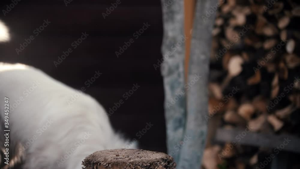 Chopping dry log with an ax in woodpile Chopping dry log with an ax in woodpile