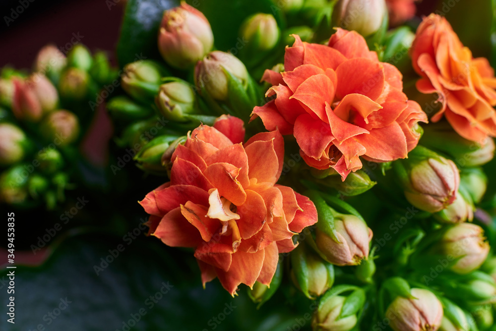 Blooming Kalanchoe flowers close-up.