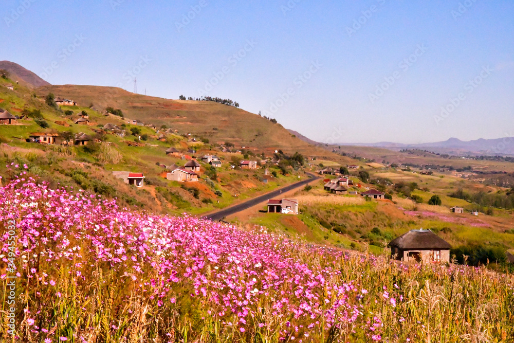 Fototapeta premium Lesotho王国をレンタカーで走った風景。壮大な山々と咲き乱れるコスモス、特徴的な農村部の家屋など見所が多い