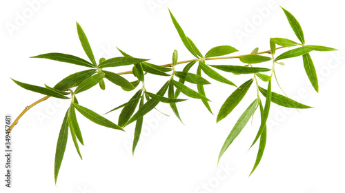 Willow tree green fresh leaves on branch isolated on white background