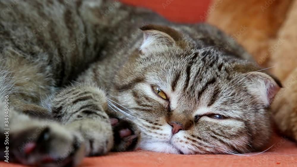 Scottish Fold Cat Laying on a Sofa, Looking to the camera, muzzle close-up.
Scottish Fold Cat Laying on a Sofa, Looking to the camera, muzzle close-up.