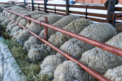 Line formation of group of sheep eating grass from a pen.