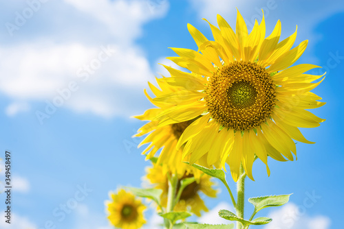 Close-up sunflowers in the field of sunflowers farm in sunny day with clear blue sky background.