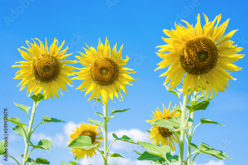 Close-up sunflowers in the field of sunflowers farm in sunny day with clear blue sky background.