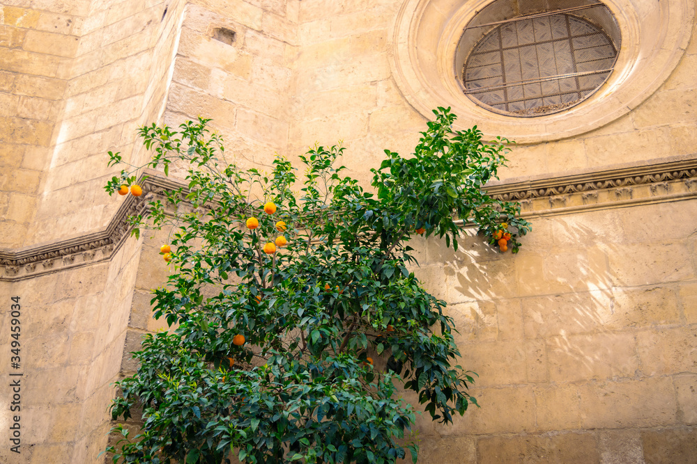exterior Granada Cathedral Spain with orange tree