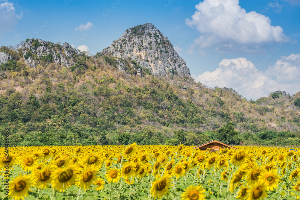 Beautiful glittering blooming yellow sunflowers farm and wooden house with rock mountains background and cloudy sky. Sunflowers field farming garden in mountain valley.