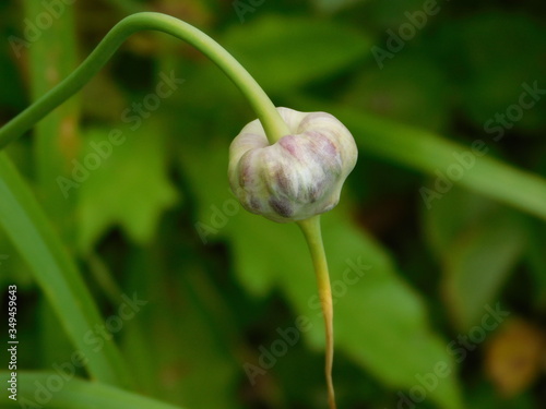 garlic bulb