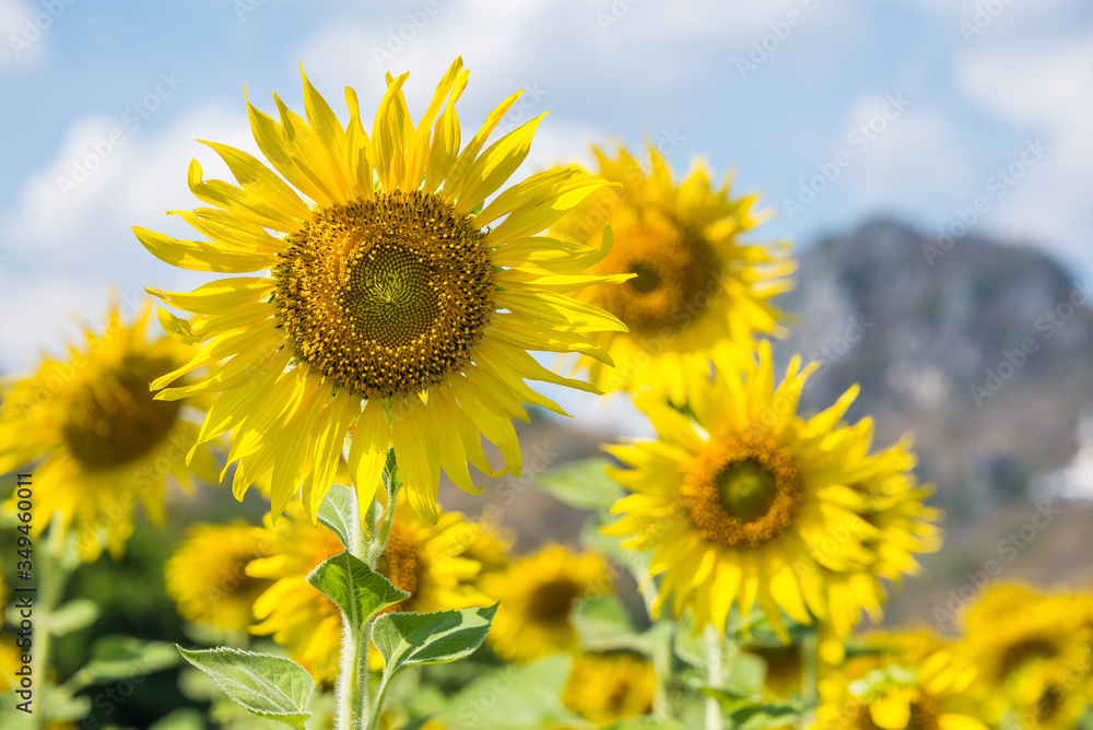 Beautiful glittering blooming yellow sunflowers farm with rock mountains background and cloudy sky. Sunflowers field farming garden in mountain valley.