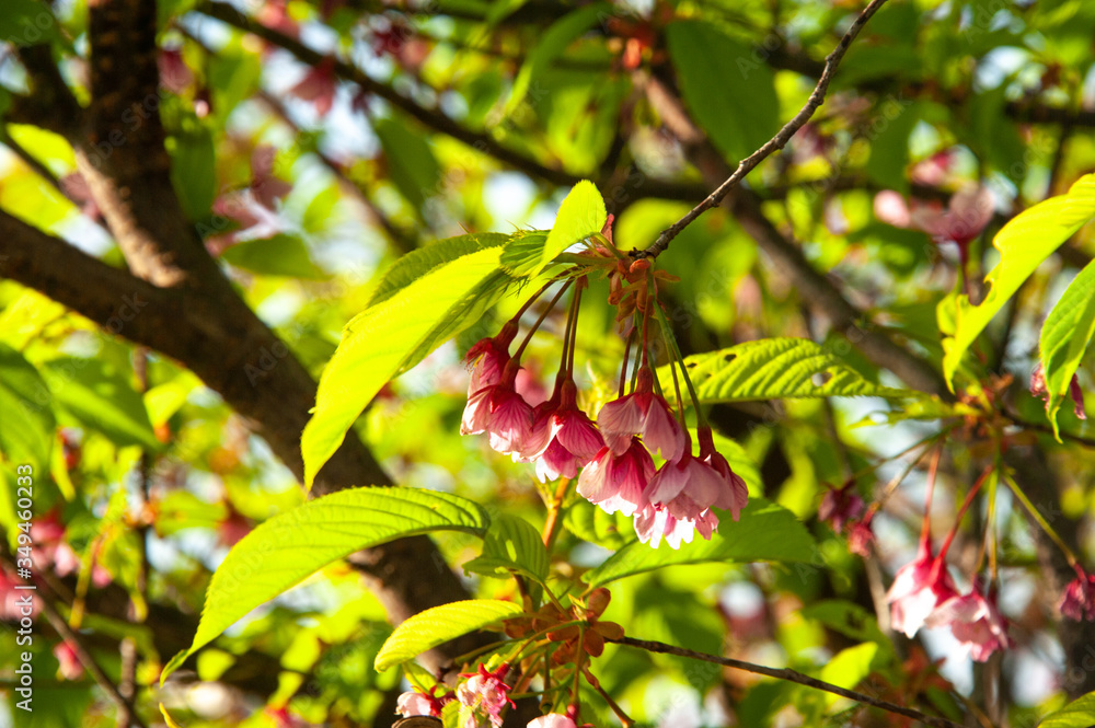 Obraz premium 桜
