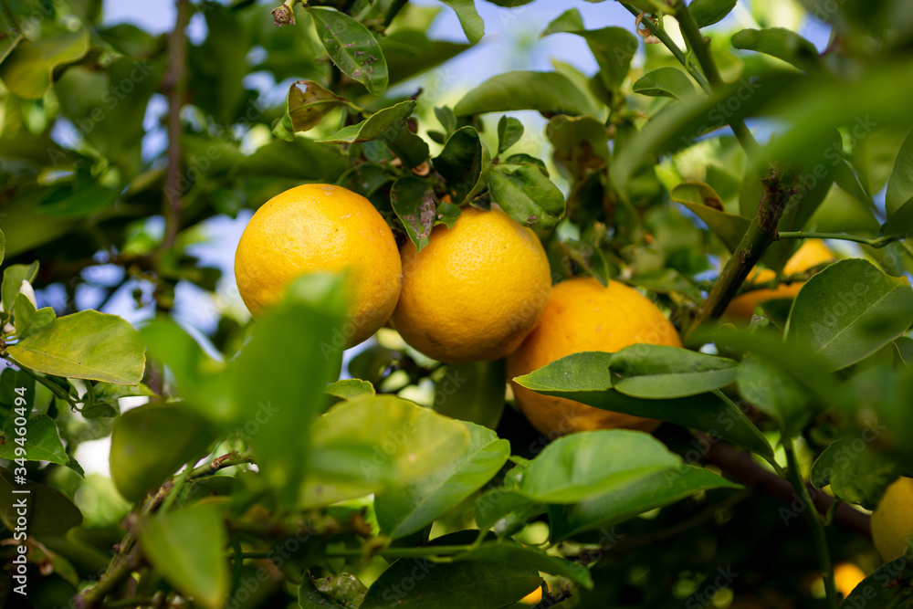 A view of three sweet limes growing on a tree.