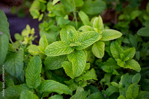 A top down view of leaf clusters in a spearmint garden.