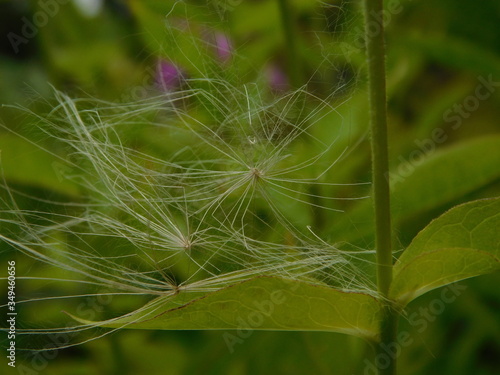 white fluffy seeds