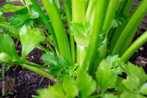 A closeup view of a celery plant growing in soil.
