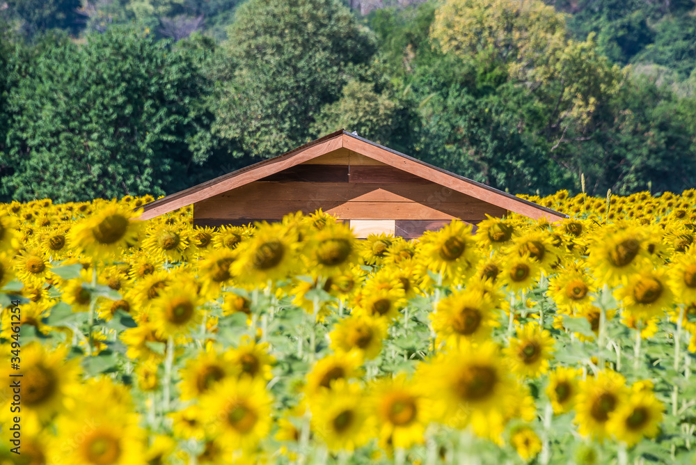 Fototapeta premium Beautiful glittering blooming yellow sunflowers farm and wooden house with rock mountains background and cloudy sky. Sunflowers field farming garden in mountain valley.