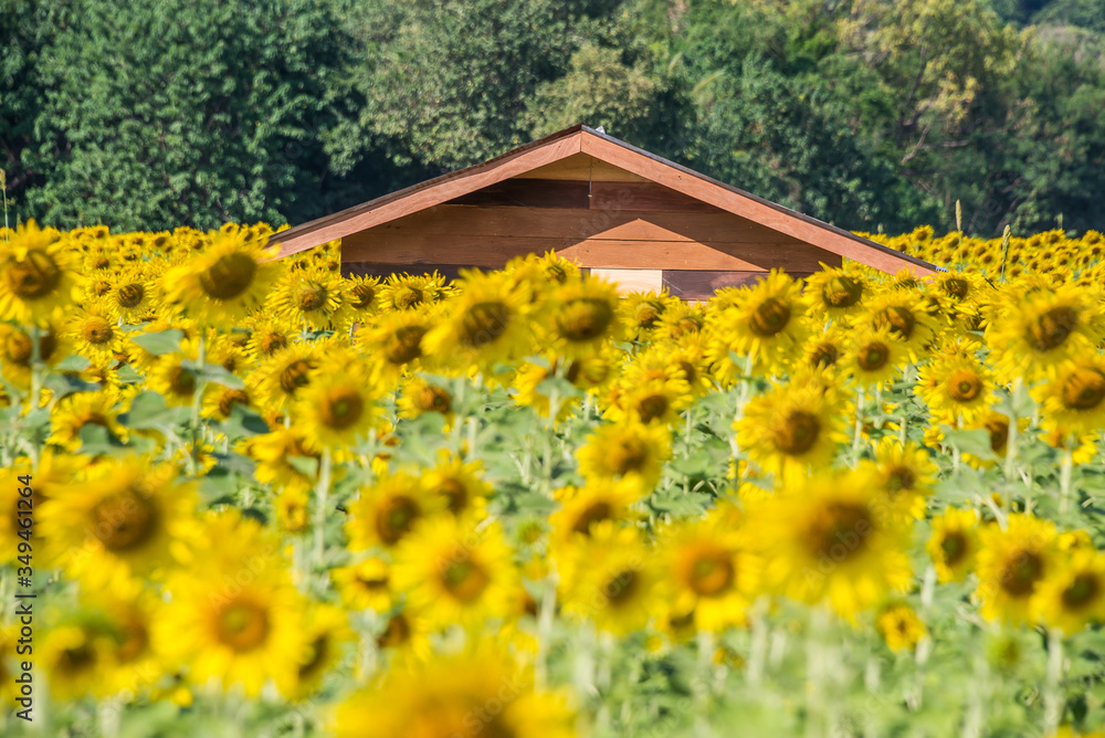 Beautiful glittering blooming yellow sunflowers farm and wooden house with rock mountains background and cloudy sky. Sunflowers field farming garden in mountain valley. Beautiful glittering blooming yellow sunflowers farm and wooden house with rock mountains background and cloudy sky. Sunflowers field farming garden in mountain valley.