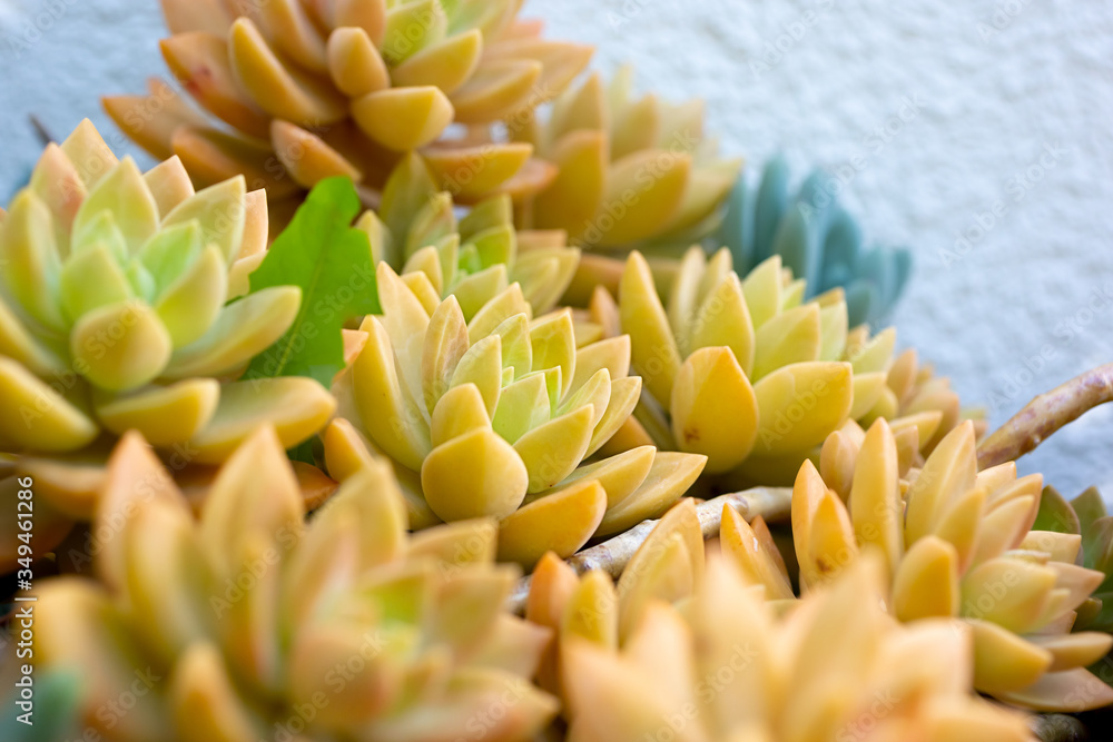 A closeup view of golden sedum aldolphii succulent plants. A closeup view of golden sedum aldolphii succulent plants.