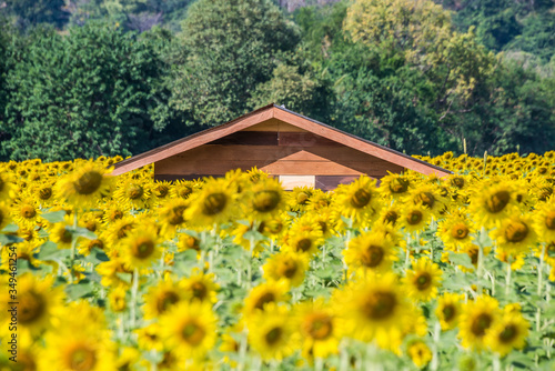 Beautiful glittering blooming yellow sunflowers farm and wooden house with rock mountains background and cloudy sky. Sunflowers field farming garden in mountain valley. © cattyphoto