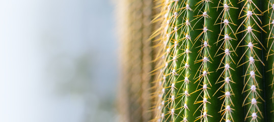 Gordijnen Cactus Cactus met lange scherpe stekels  © Kornienko Alexandr
