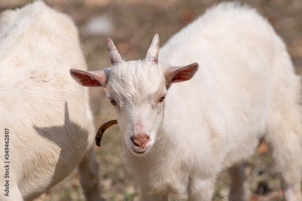 Obraz premium 子ヤギのしぐさ