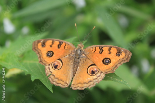 butterfly on green background