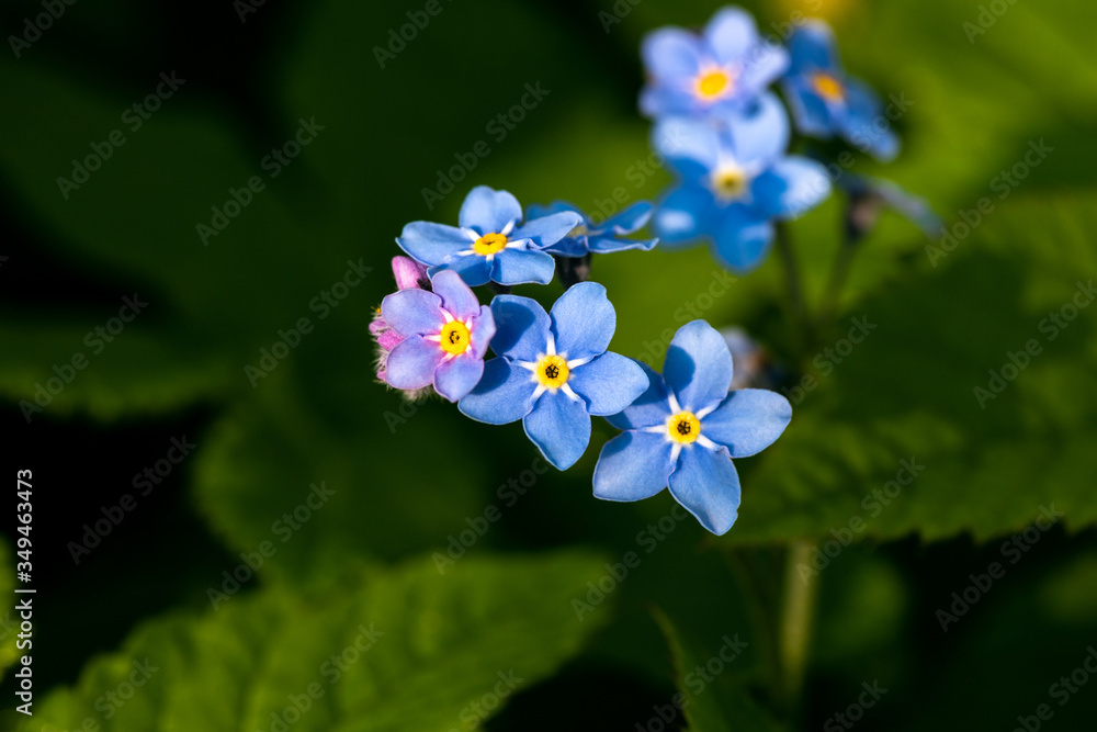 Beautiful blue forget-me-not flowers close up. Beautiful blue forget-me-not flowers close up.