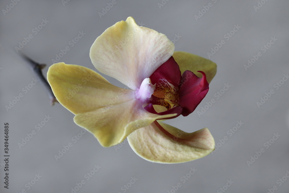 gelbe Orchidee isoliert vor grauem Hintergrund