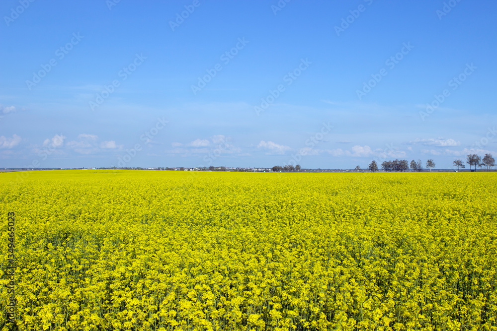 A blooming rapeseed field, many yellow flowers, white large clouds and a blue sky.